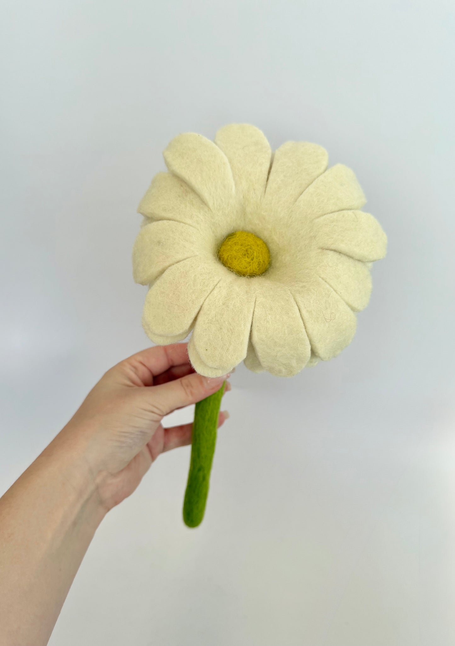 Daisy flower