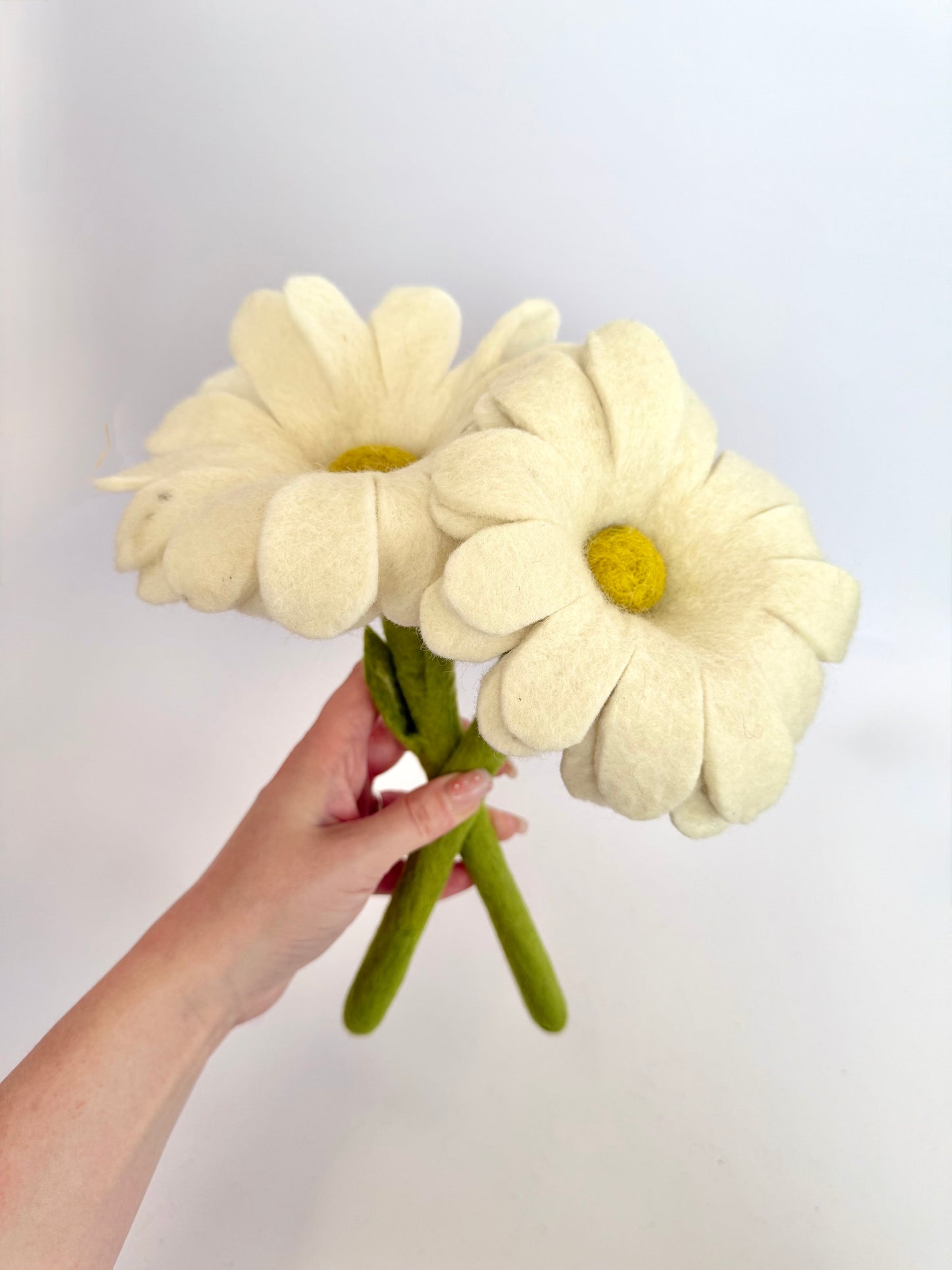 Daisy flower