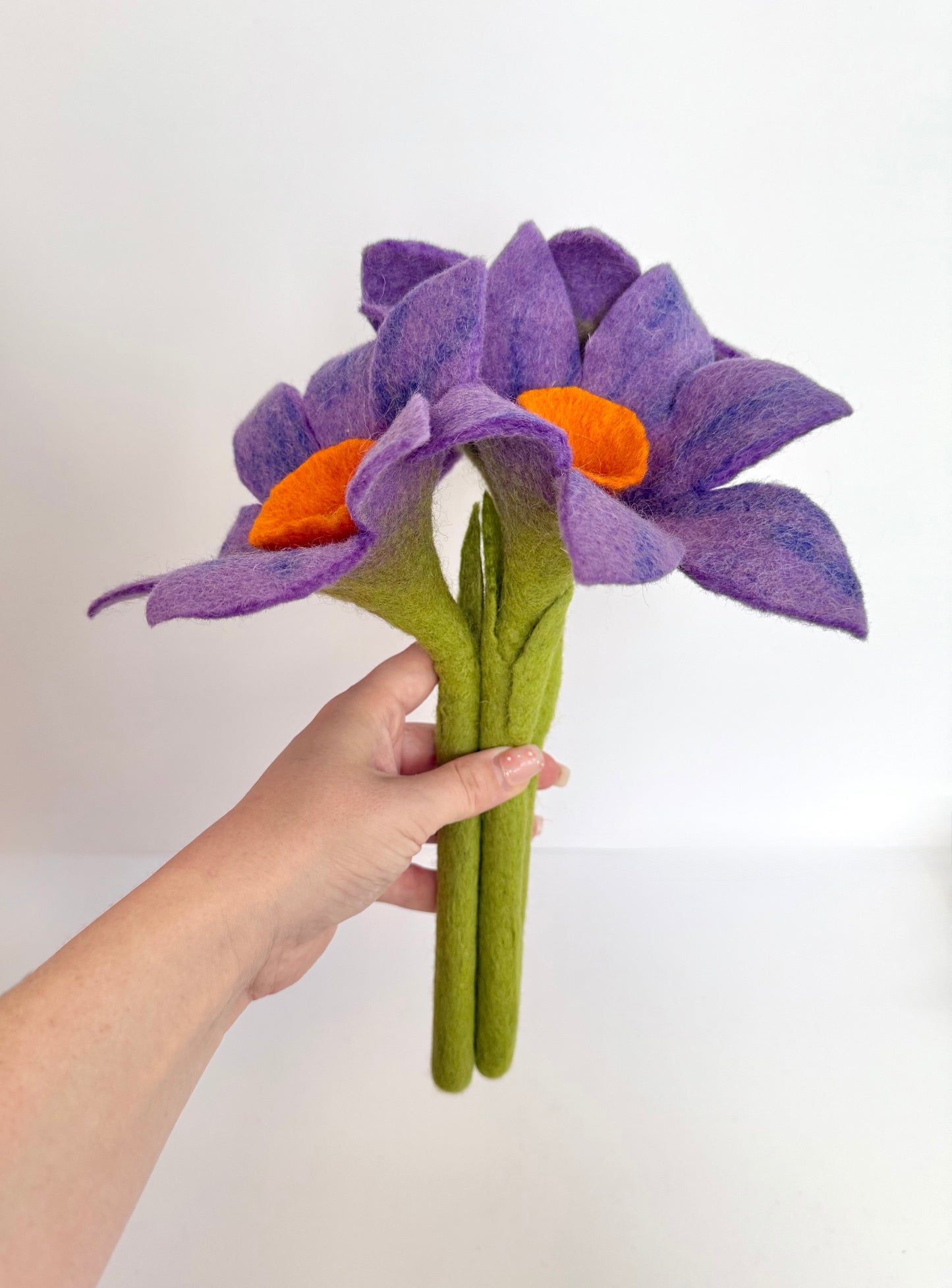 Purple Daffodil