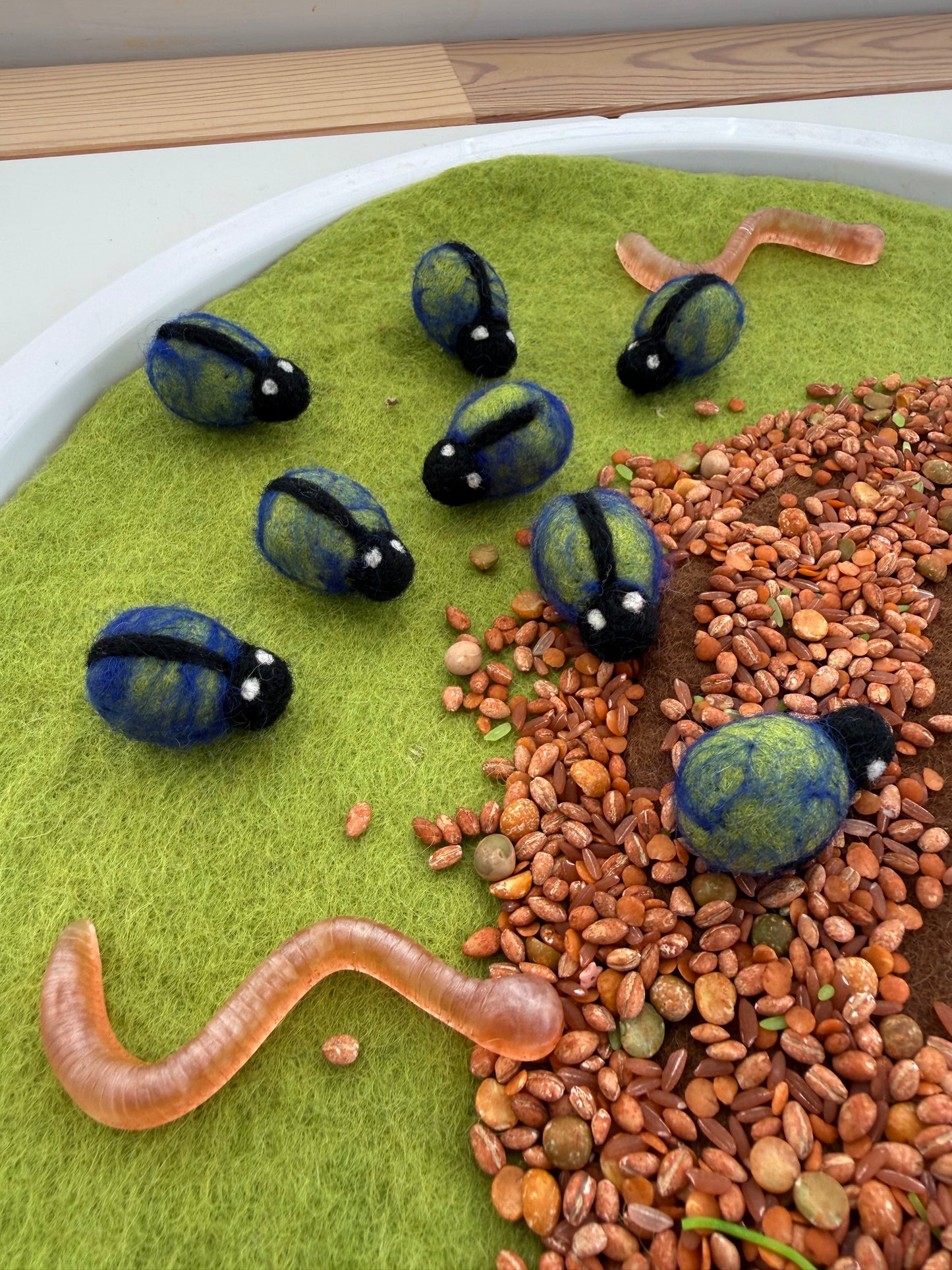 Felt beetle