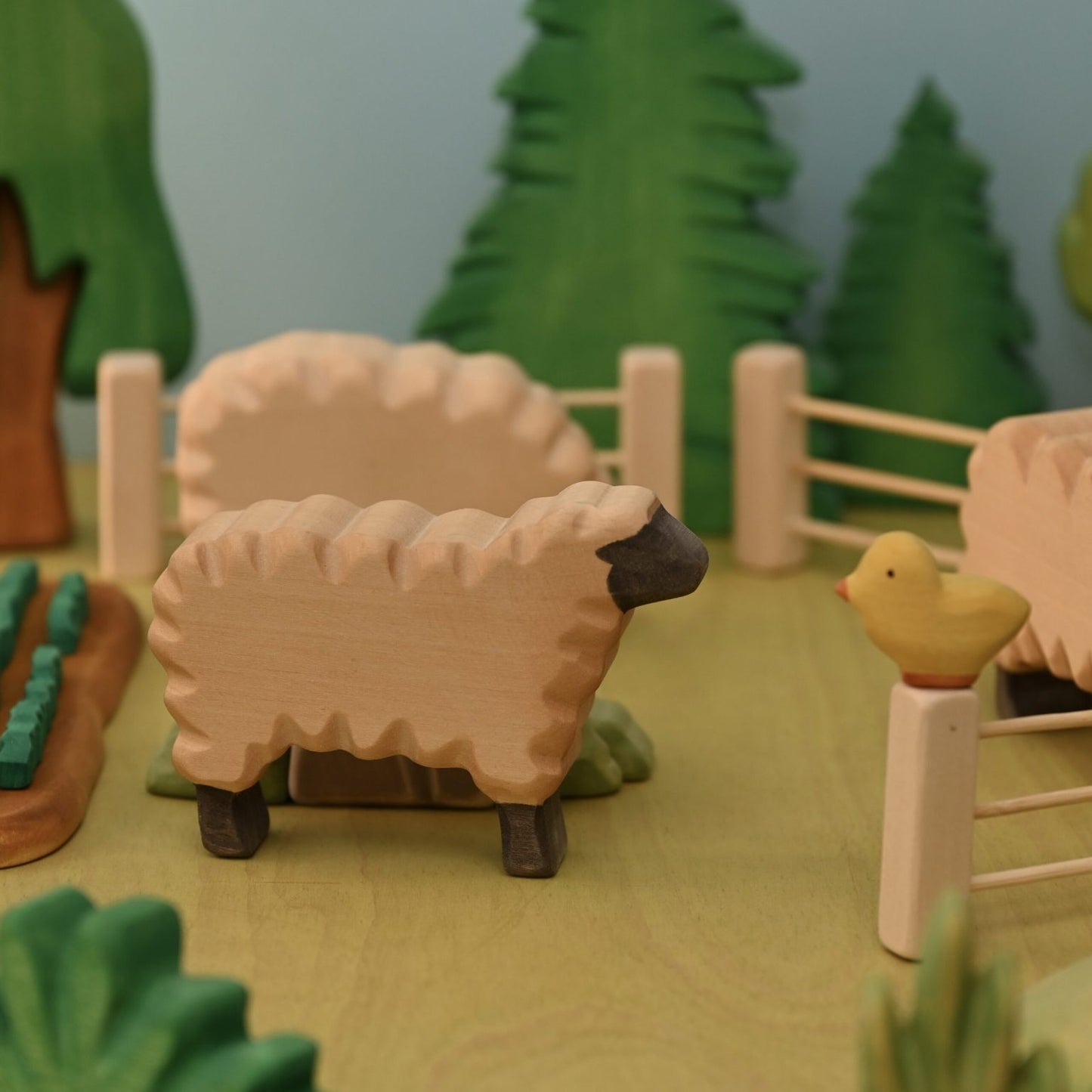 Sheep standing