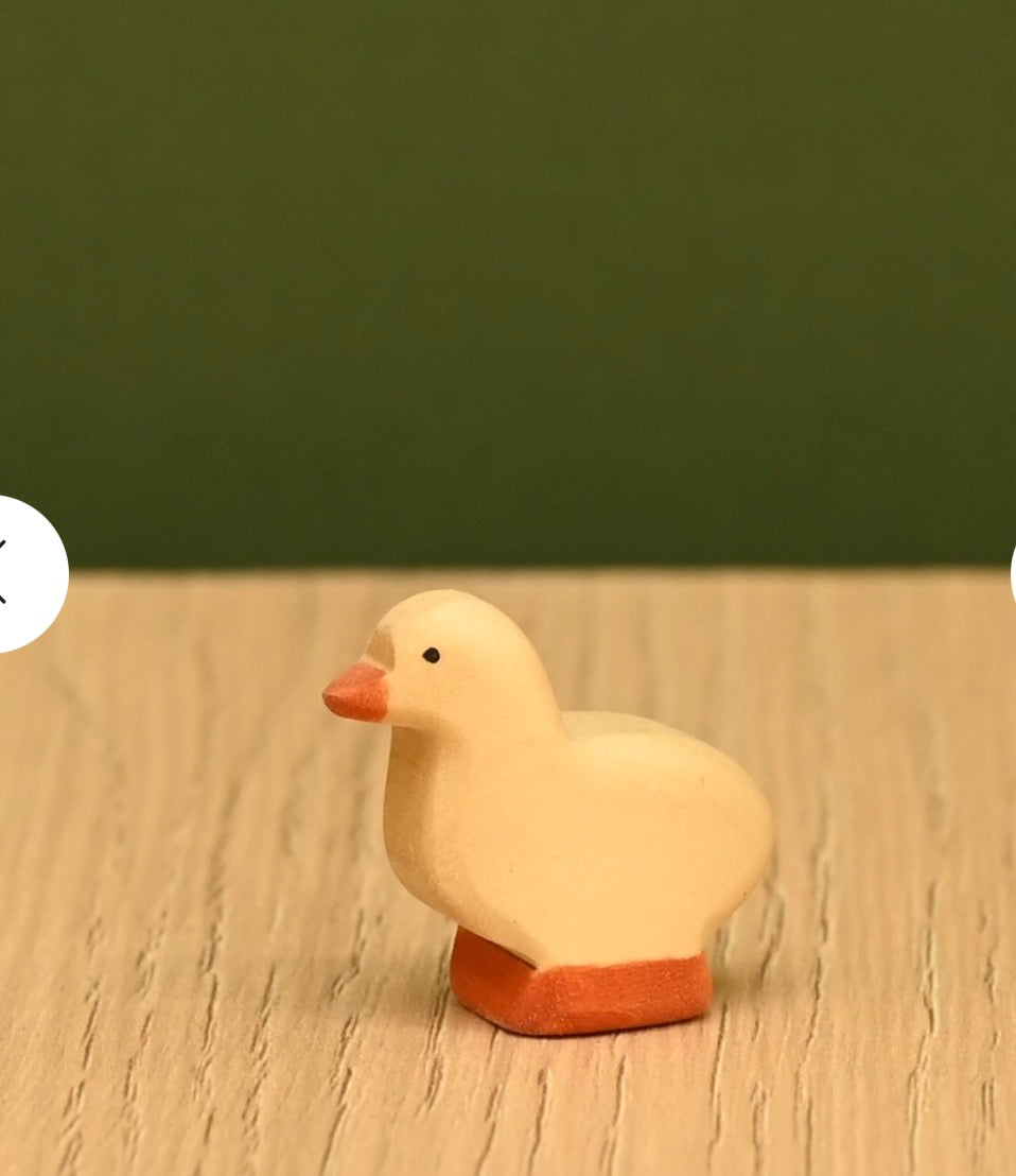 Baby goose